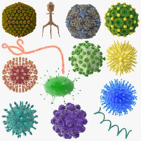 13 Viruses